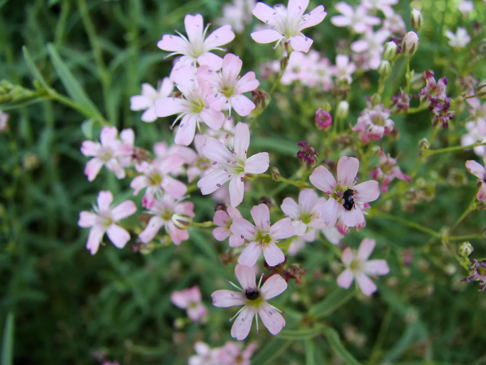 Creeping Baby's Breath (Gypsophila Repens) — white or pale pink flowers; its trailing habit makes it a splendid choice for softening edges along, image 49