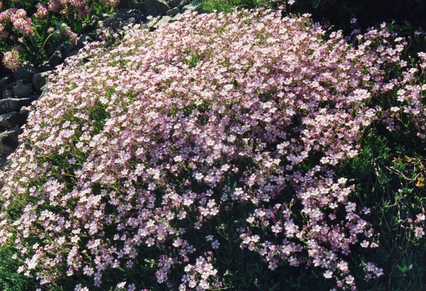 Creeping Baby's Breath (Gypsophila Repens) — requiring full sun for optimal flourishing