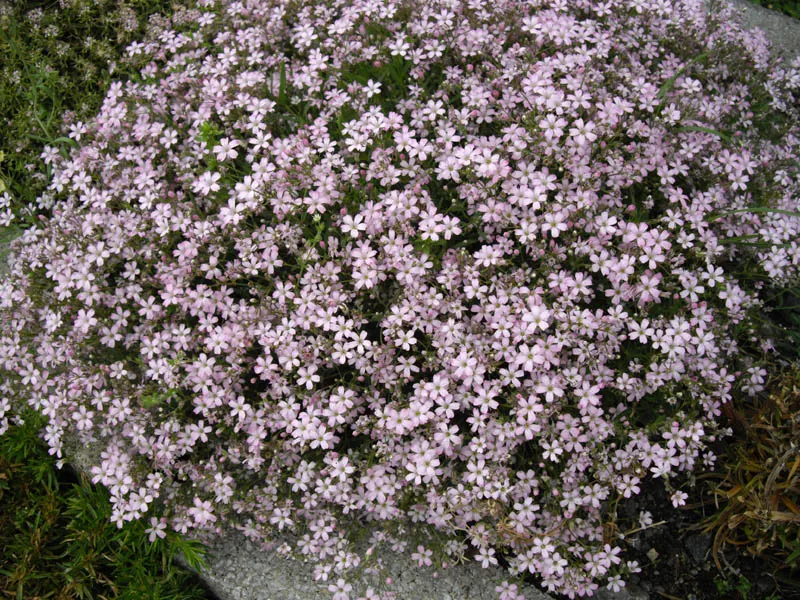 Creeping Baby's Breath (Gypsophila Repens) — frothy texture to rockeries or border fronts within garden landscapes; preferring full sun exposure for optimal
