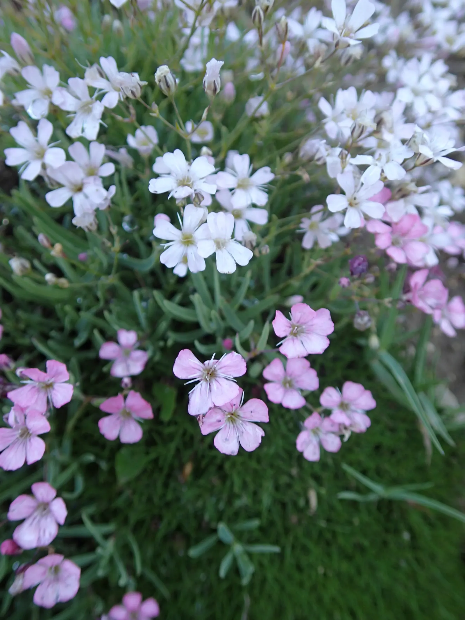 Creeping Baby's Breath (Gypsophila Repens) — preferring full sun exposure for optimal flowering