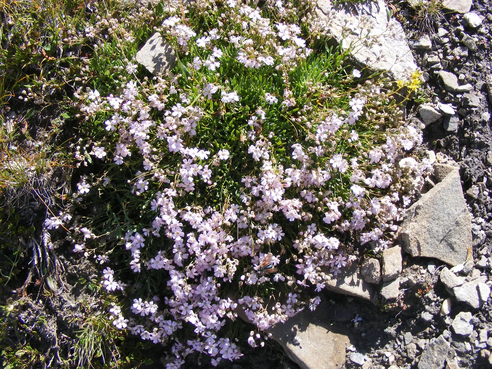 Creeping Baby's Breath (Gypsophila Repens) — Preferring well-drained soil; frothy texture to rockeries or border fronts within garden landscapes