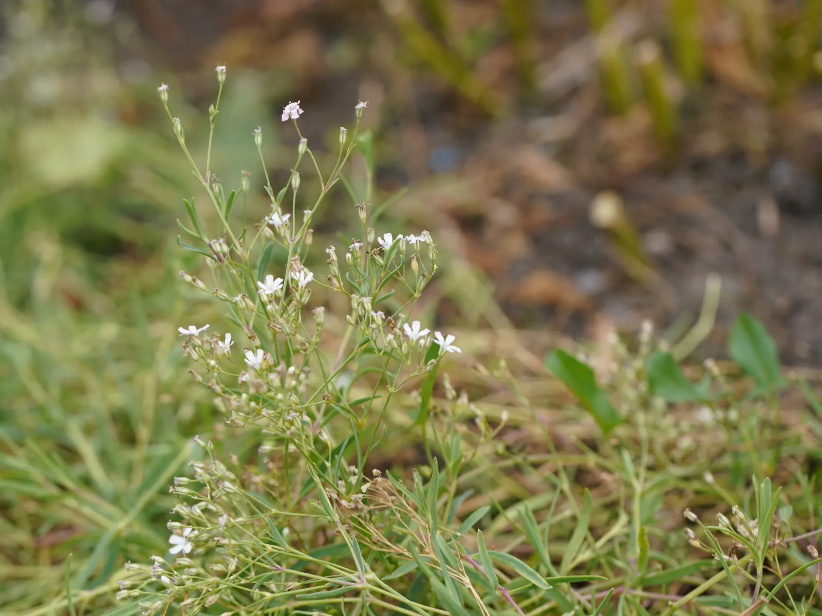 Creeping Baby's Breath (Gypsophila Repens) — it‚Äôs ideal for rock gardens or cascading over walls; it is both drought-tolerant once established, image 52