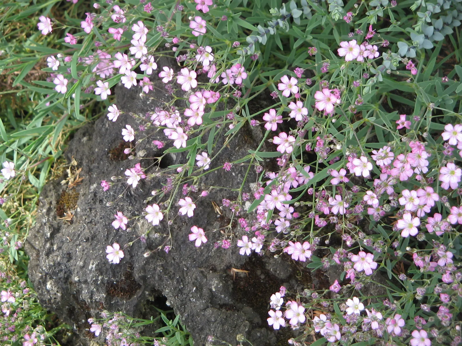 Creeping Baby's Breath (Gypsophila Repens) — Creeping Baby's Breath (Gypsophila repens) is an enchanting perennial well-suited to adding a gentle
