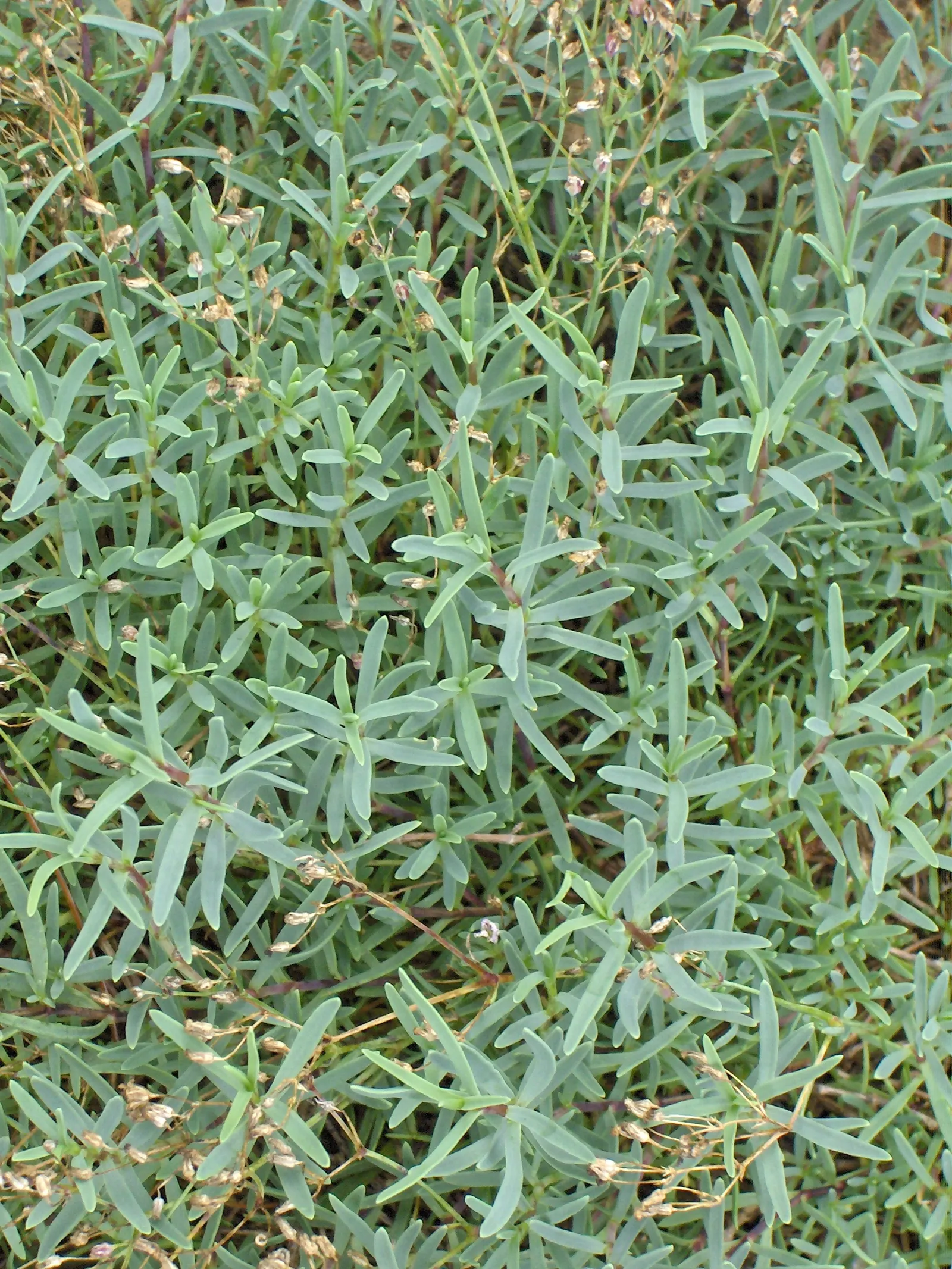 Creeping Baby's Breath (Gypsophila Repens) — blanket the plant from late spring to midsummer; or filling spaces between stepping stones