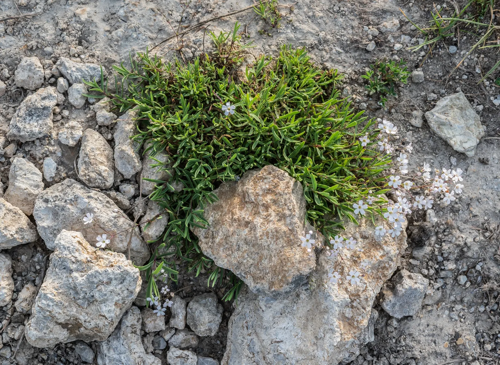 Creeping Baby's Breath (Gypsophila Repens) — it‚Äôs ideal for rock gardens or cascading over walls; it is both drought-tolerant once established and can endure