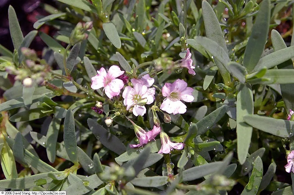 Creeping Baby's Breath (Gypsophila Repens) — ground cover / perennial with pink and white blooms; blanket the plant from late spring to midsummer
