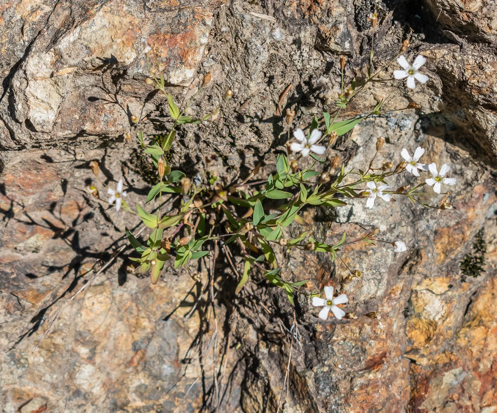 Creeping Baby's Breath (Gypsophila Repens) — ground cover / perennial with pink and white blooms
