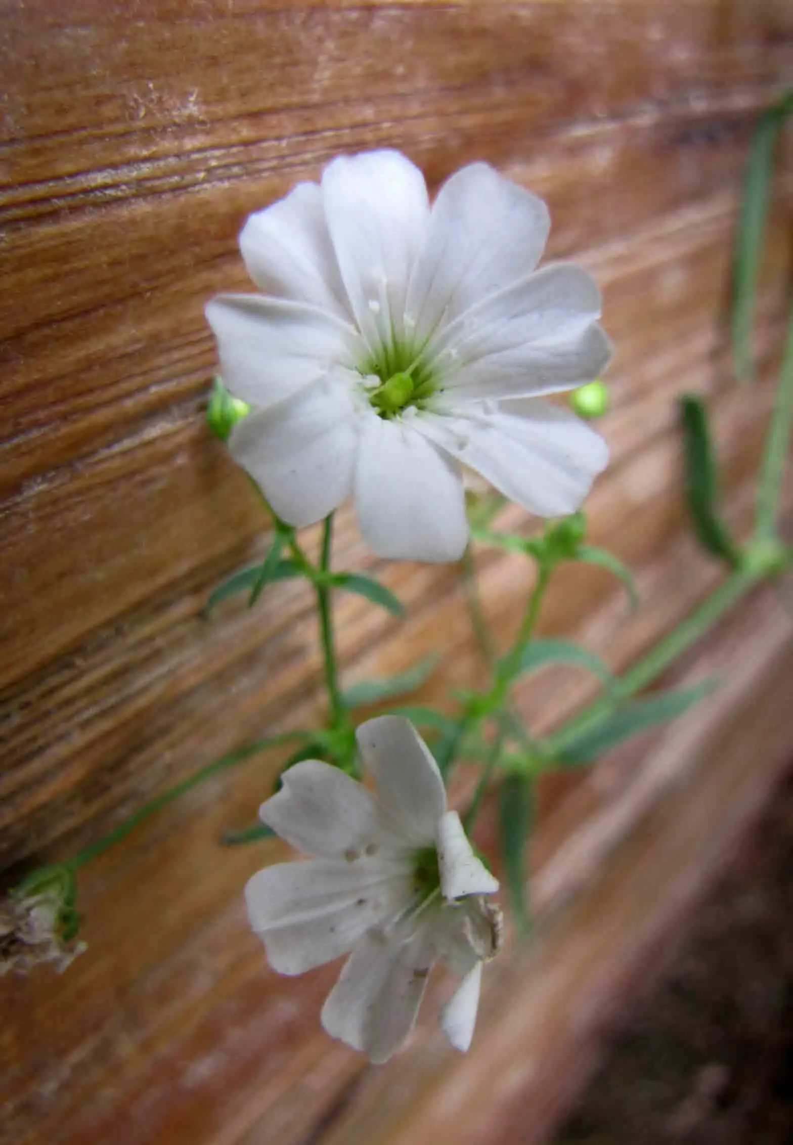 Creeping Baby's Breath (Gypsophila Repens) — consider its mature size - a spread of up to 18 inches wide and a modest height of 6 inches
