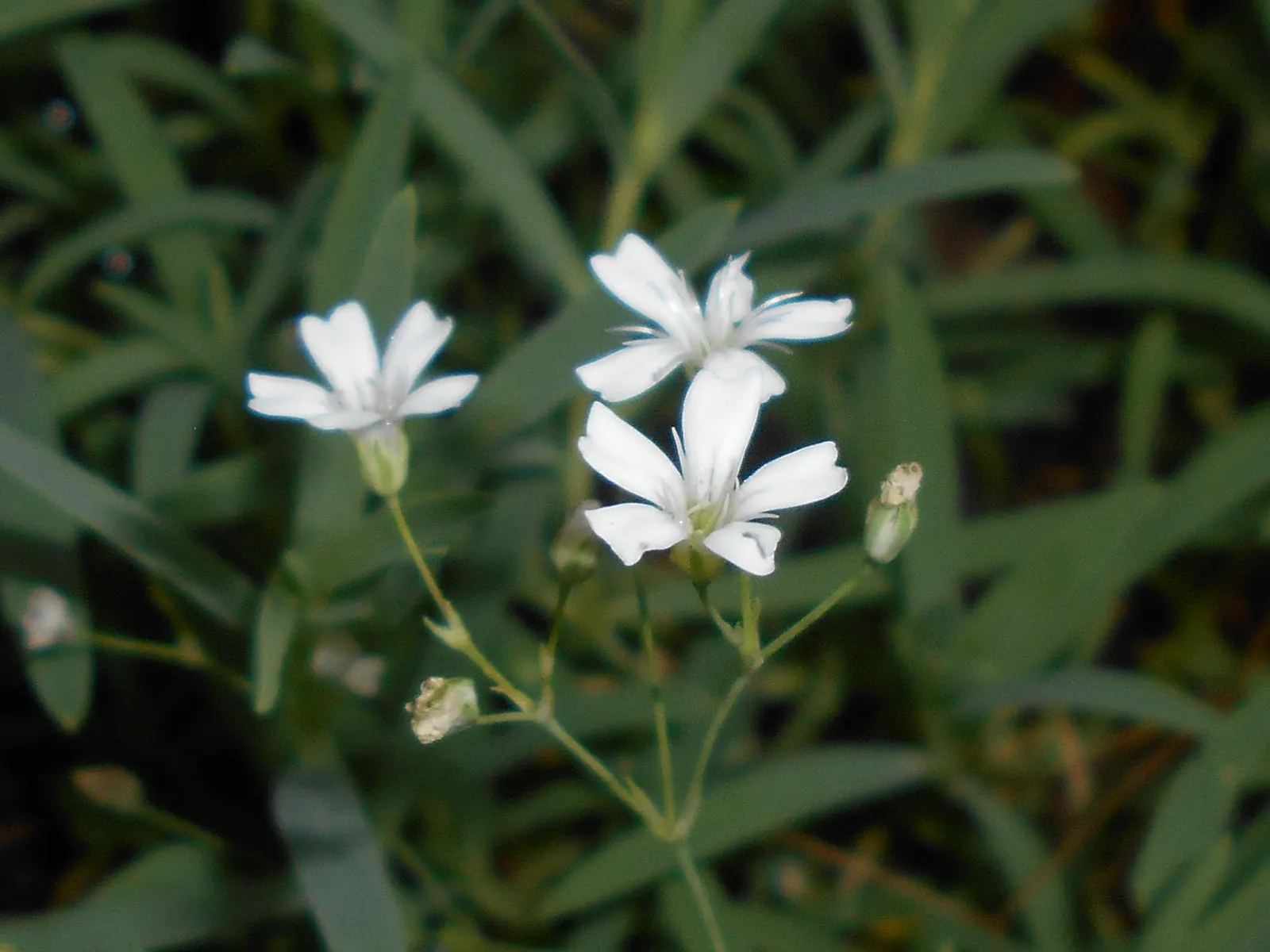 Creeping Baby's Breath (Gypsophila Repens) — Creeping Baby's Breath (Gypsophila repens) is an enchanting perennial well-suited to adding a gentle, image 54