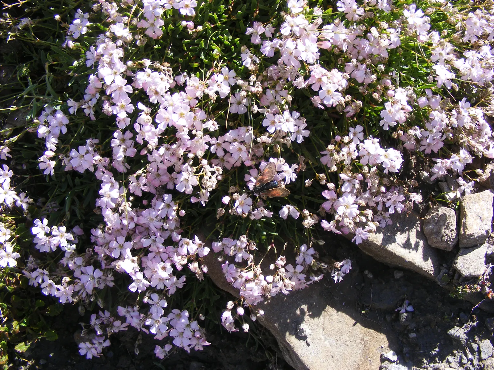 Creeping Baby's Breath (Gypsophila Repens) — Creeping Baby's Breath (Gypsophila repens) is an enchanting perennial well-suited to adding a gentle; requiring