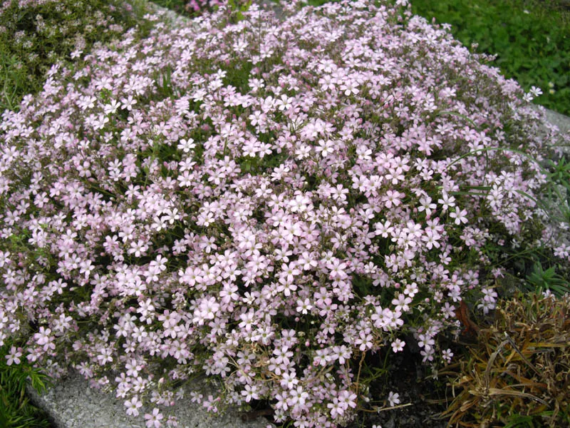 Creeping Baby's Breath (Gypsophila Repens) — ground cover / perennial for full