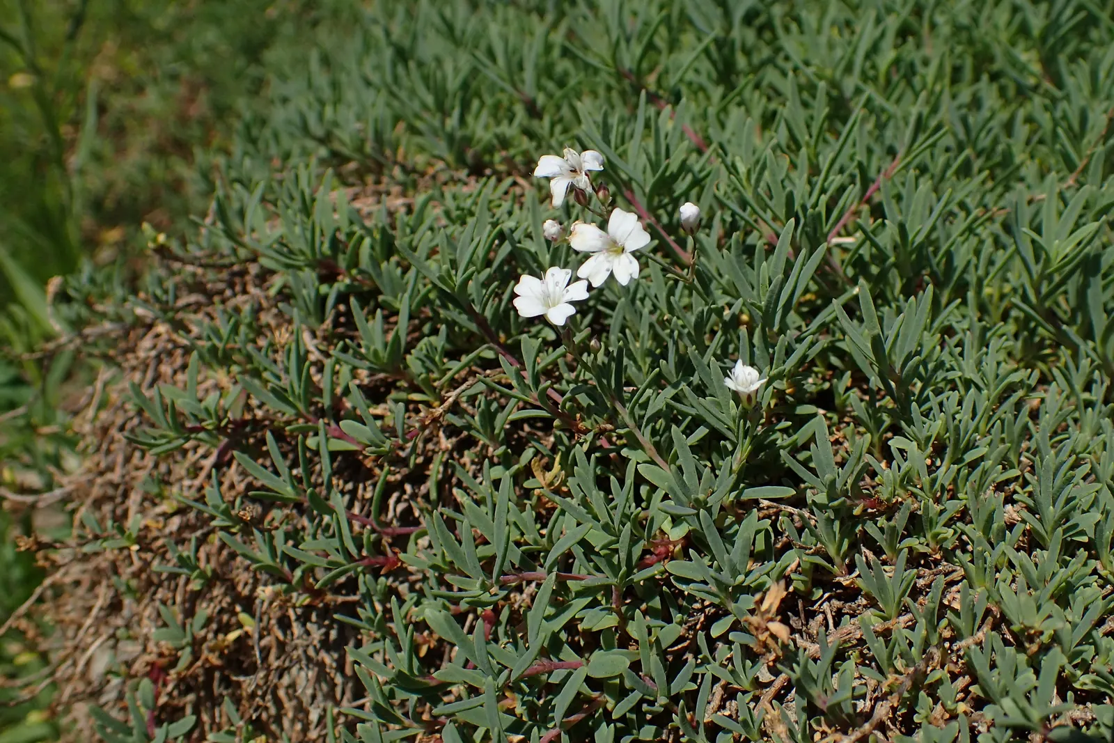 Creeping Baby's Breath (Gypsophila Repens) — It is both drought-tolerant once established and can endure poor soil conditions