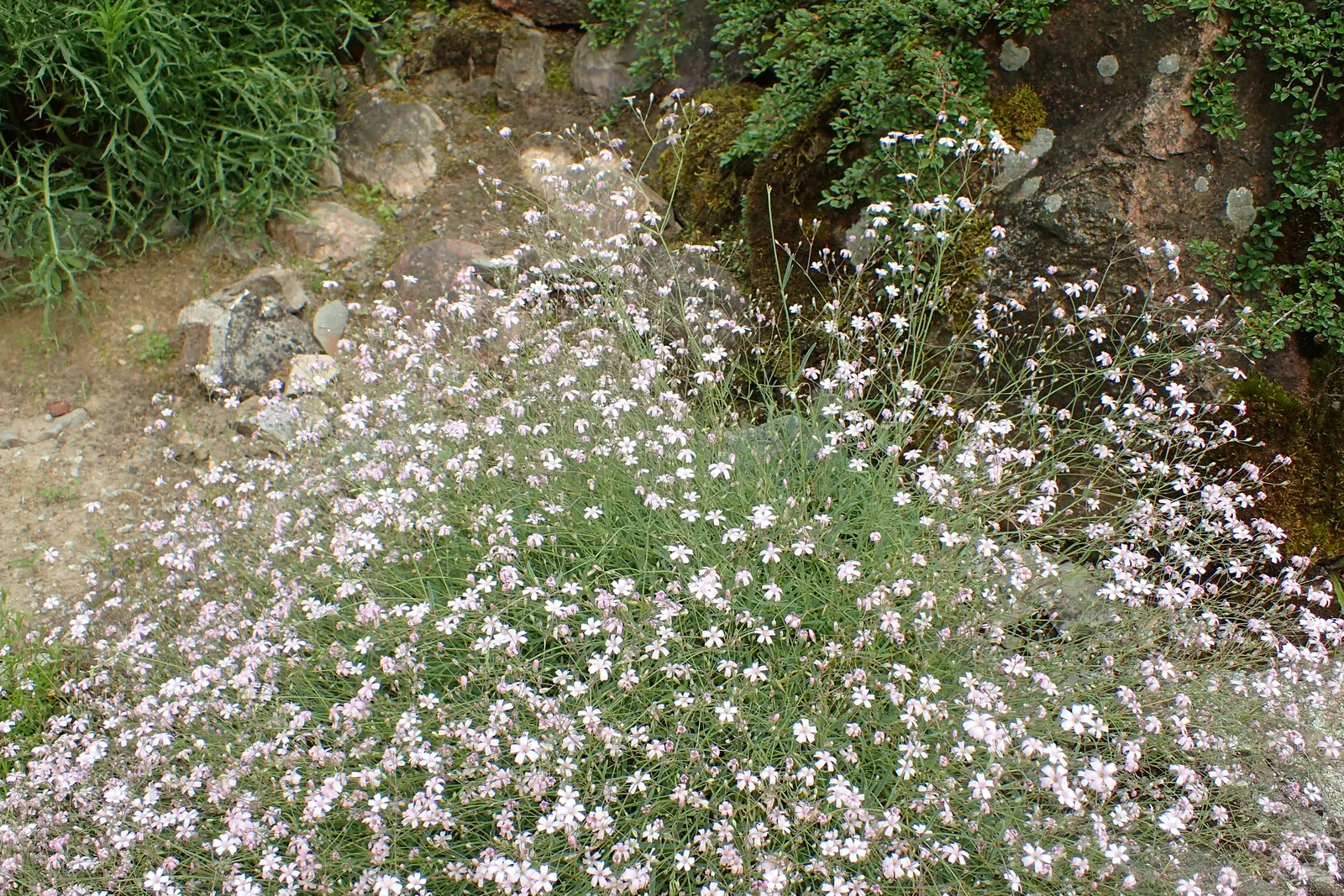 Creeping Baby's Breath (Gypsophila Repens) — small white or soft pink flowers; pink and white flowers in the garden