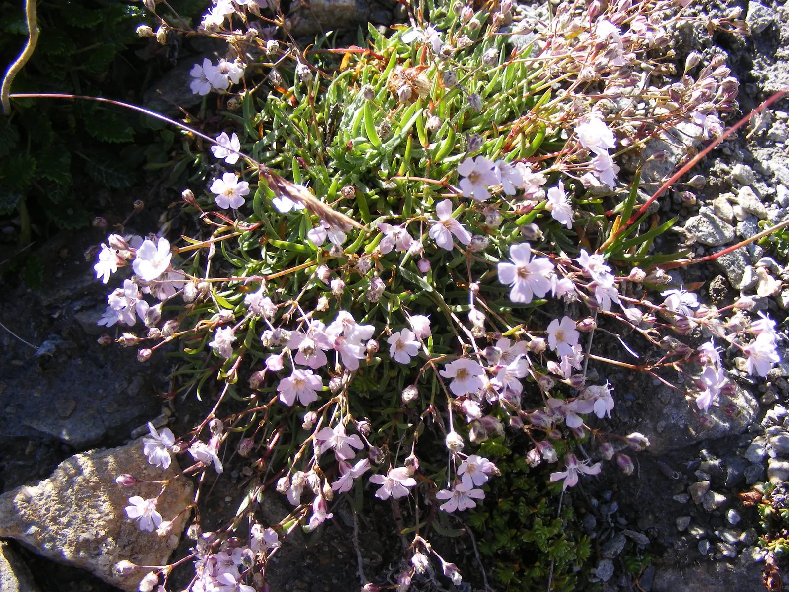 Creeping Baby's Breath (Gypsophila Repens) — each measuring roughly 1/2 inch across, image 35