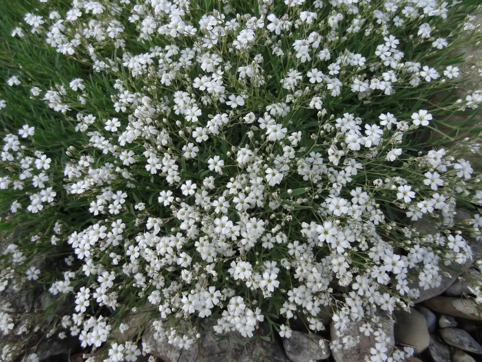 Creeping Baby's Breath (Gypsophila Repens) — pink and white flowers in the garden; it‚Äôs ideal for rock gardens or cascading over walls