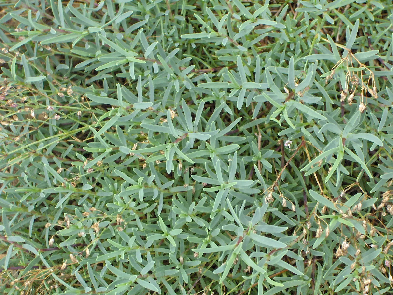 Creeping Baby's Breath (Gypsophila Repens) — Creeping Baby's Breath (Gypsophila repens) is a perennial ground cover, thriving in USDA zones 3-9; adding a soft