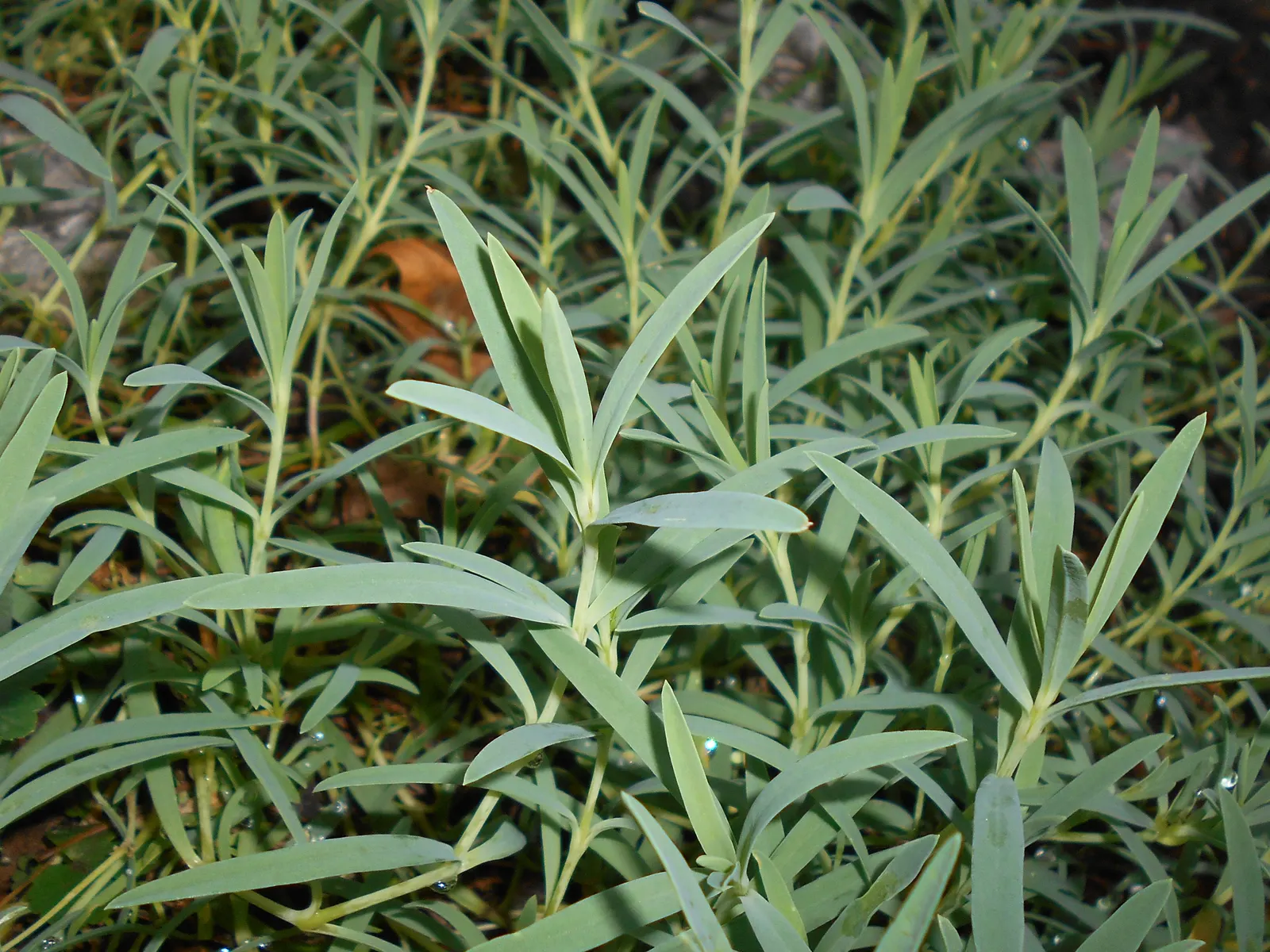 Creeping Baby's Breath (Gypsophila Repens) — Creeping Baby's Breath (Gypsophila repens) is a perennial ground cover, thriving in USDA zones 3-9, image 47