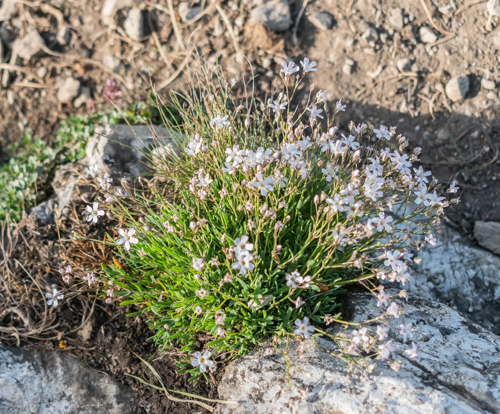 Creeping Baby's Breath (Gypsophila Repens) — frothy texture to rockeries or border fronts within garden landscapes