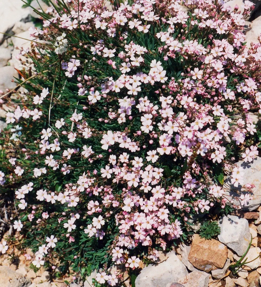 Creeping Baby's Breath (Gypsophila Repens) — it‚Äôs ideal for rock gardens or cascading over walls