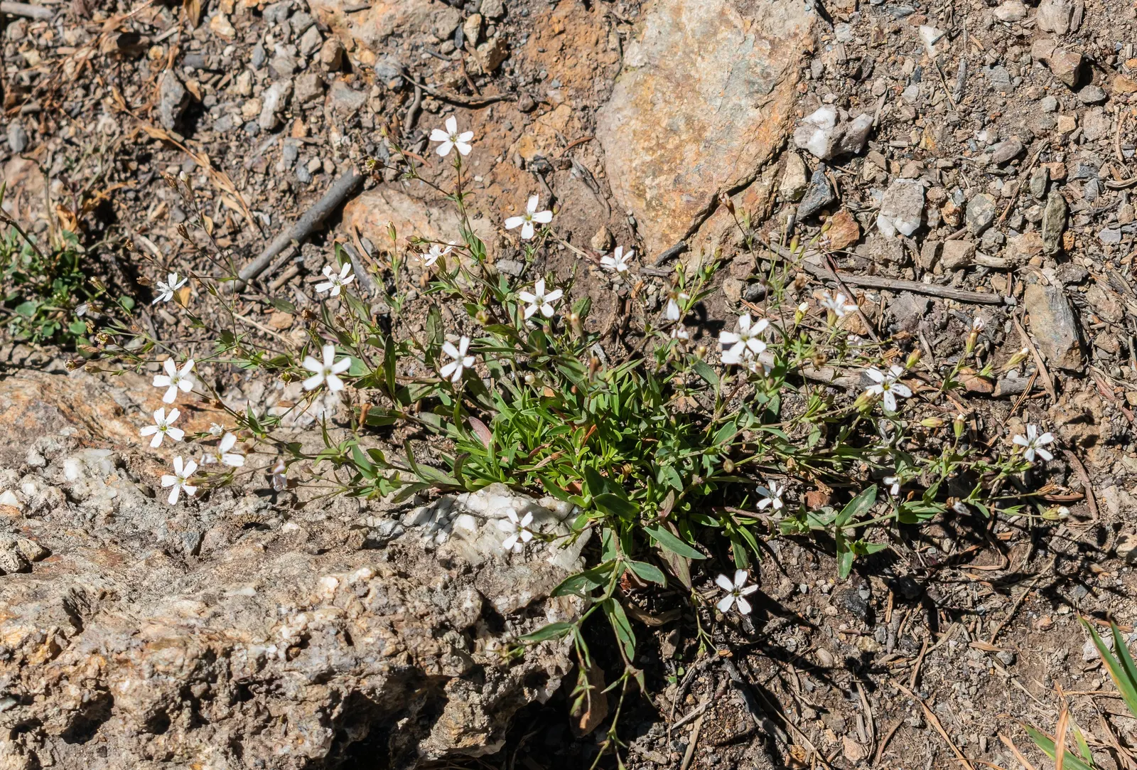 Creeping Baby's Breath (Gypsophila Repens) — Its trailing habit makes it a splendid choice for softening edges along pathways