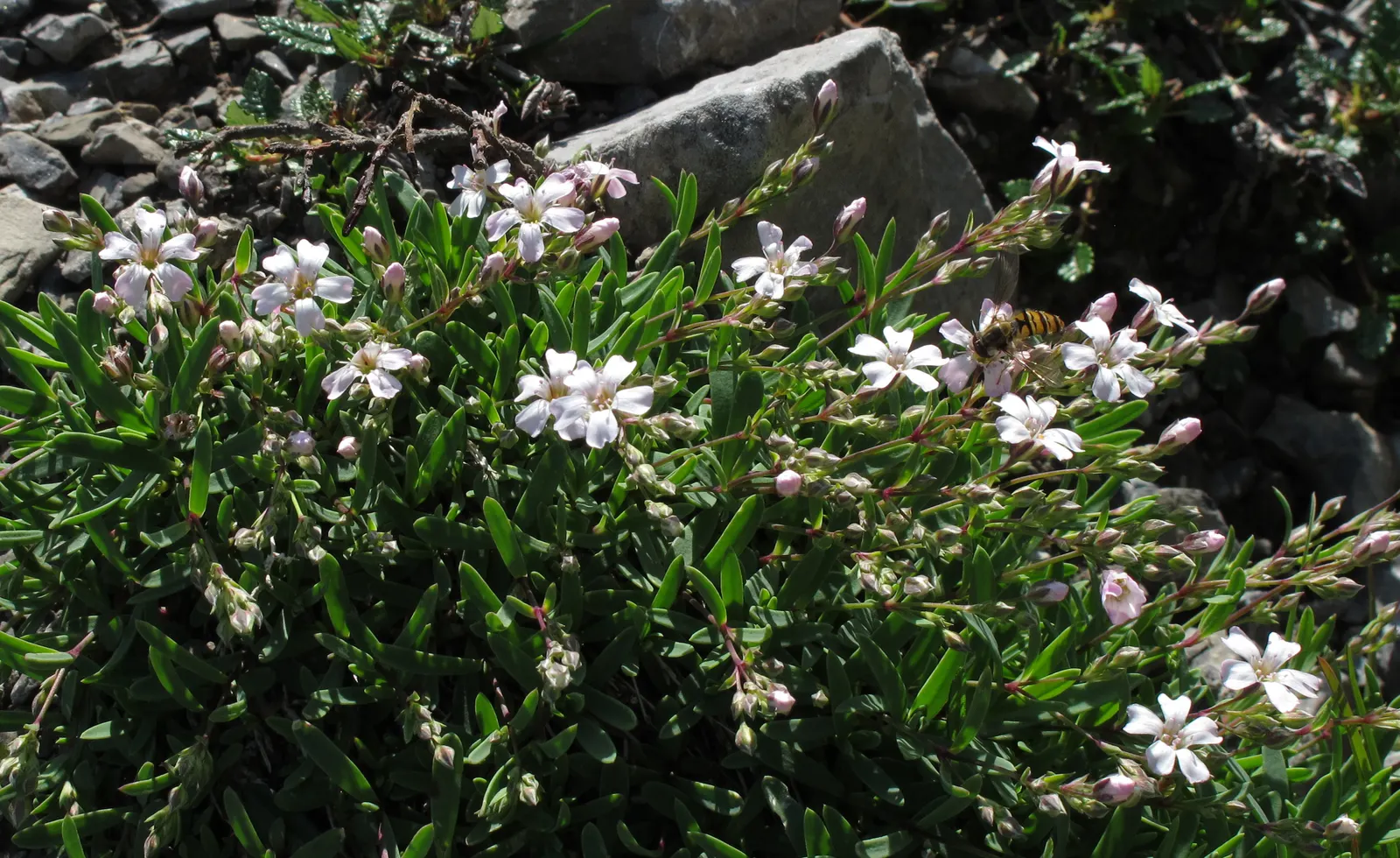 Creeping Baby's Breath (Gypsophila Repens) — blanket the plant from late spring to midsummer