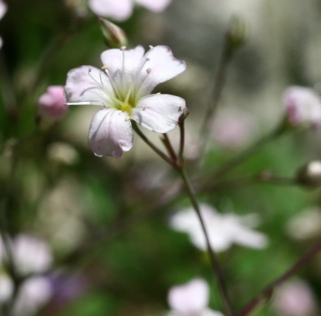 Creeping Baby's Breath (Gypsophila Repens) — preferring full sun exposure for optimal flowering; white or pale pink flowers