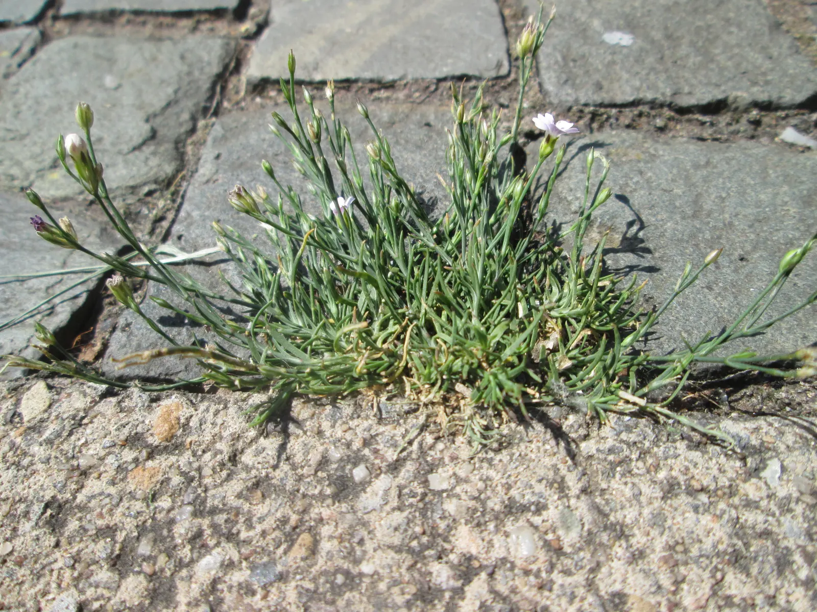 Creeping Baby's Breath (Gypsophila Repens) — small white or soft pink flowers