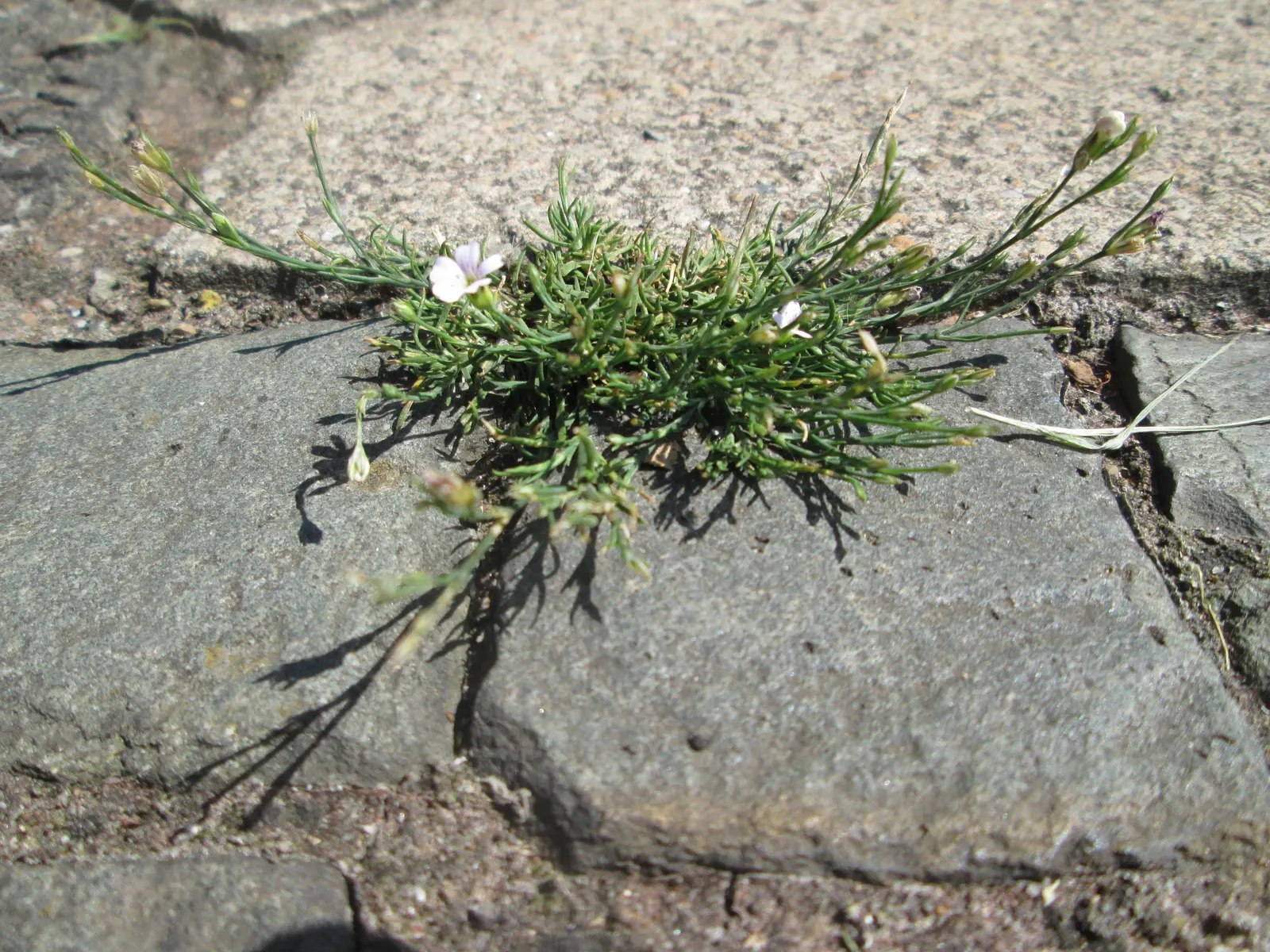 Creeping Baby's Breath (Gypsophila Repens) — each measuring roughly 1/2 inch across
