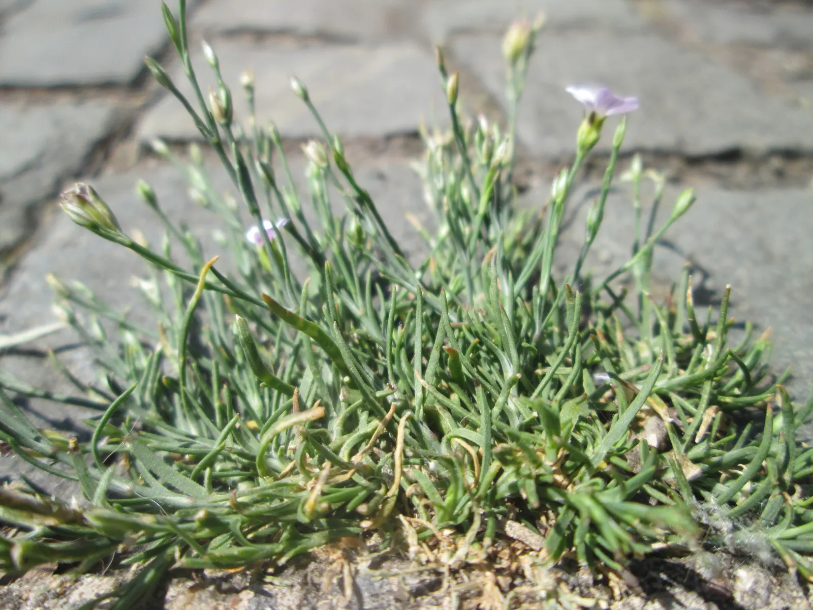Creeping Baby's Breath (Gypsophila Repens) — Preferring well-drained soil