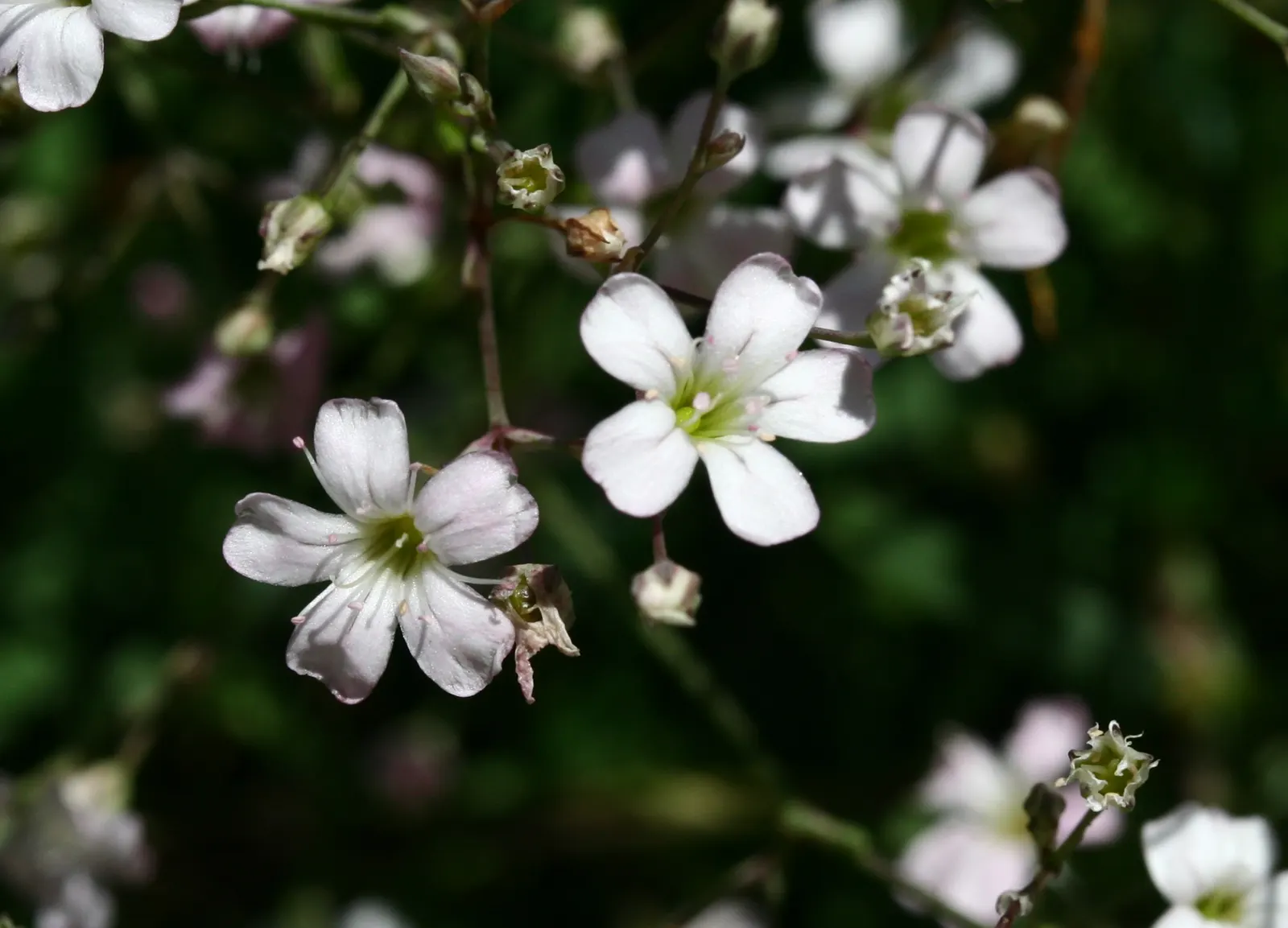 Creeping Baby's Breath (Gypsophila Repens) — consider its mature size - a spread of up to 18 inches wide and a modest height of 6 inches; creeping Baby's