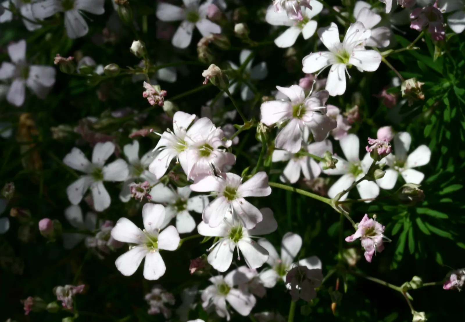 Creeping Baby's Breath (Gypsophila Repens) — mat-forming spread of narrow; preferring well-drained soil