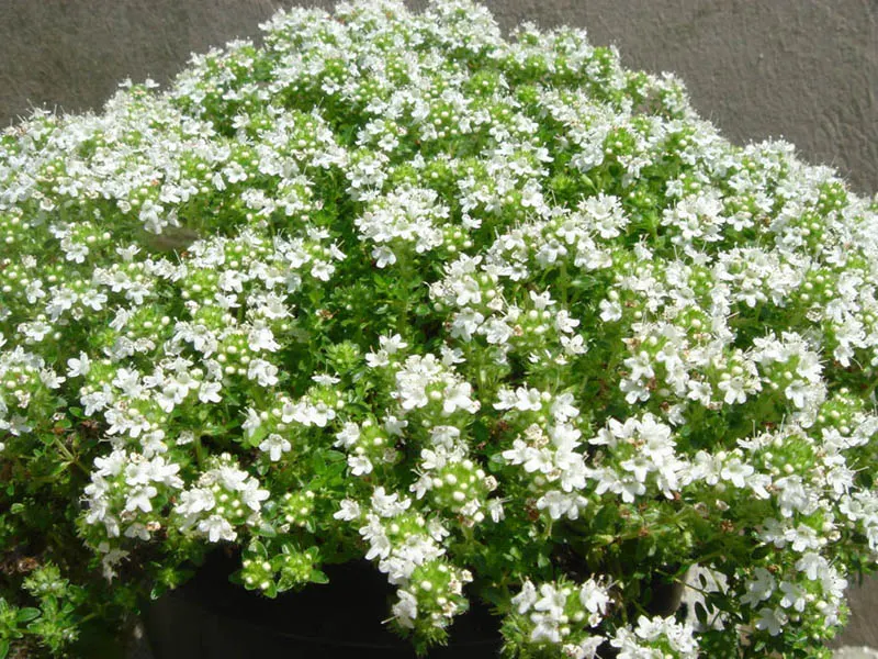 White Mother Of Thyme (Thymus Serpyllum 'Albus') — requires well-drained soil