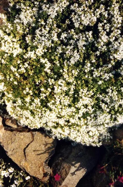 White Mother Of Thyme (Thymus Serpyllum 'Albus') — evergreen groundcover with delicate white flowers