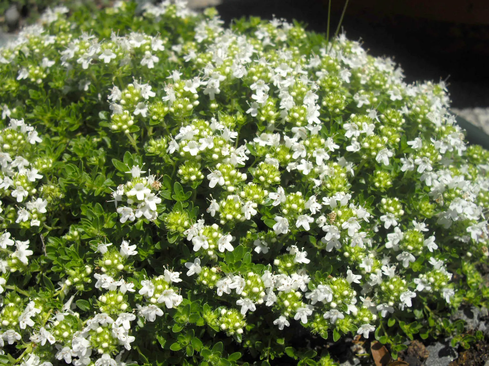 White Mother Of Thyme (Thymus Serpyllum 'Albus') — it's drought-tolerant once established