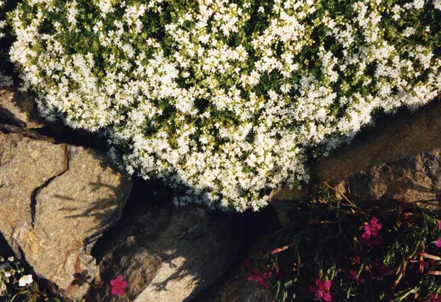 White Mother Of Thyme (Thymus Serpyllum 'Albus') — This low-growing perennial thrives in full sun, reaching 1-2 inches high with a spread of 12-18 inches