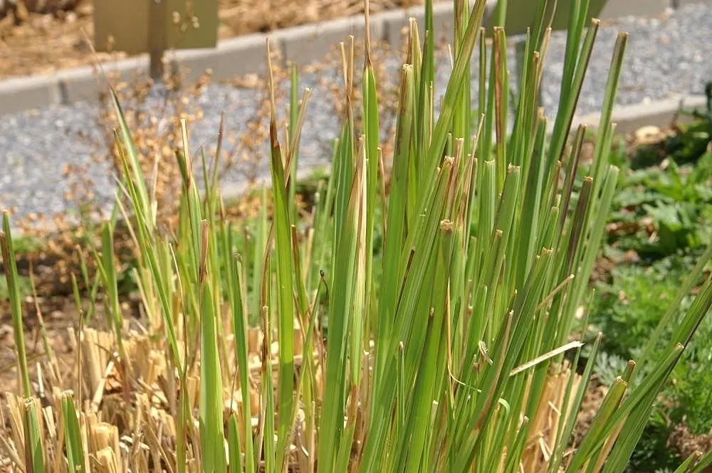 Hardy Pampas Grass, Ravenna Grass (Erianthus Ravennae) — Hardy Pampas Grass typically reaches heights of 9 to 12 feet with a spread of about 4 to 6 feet at