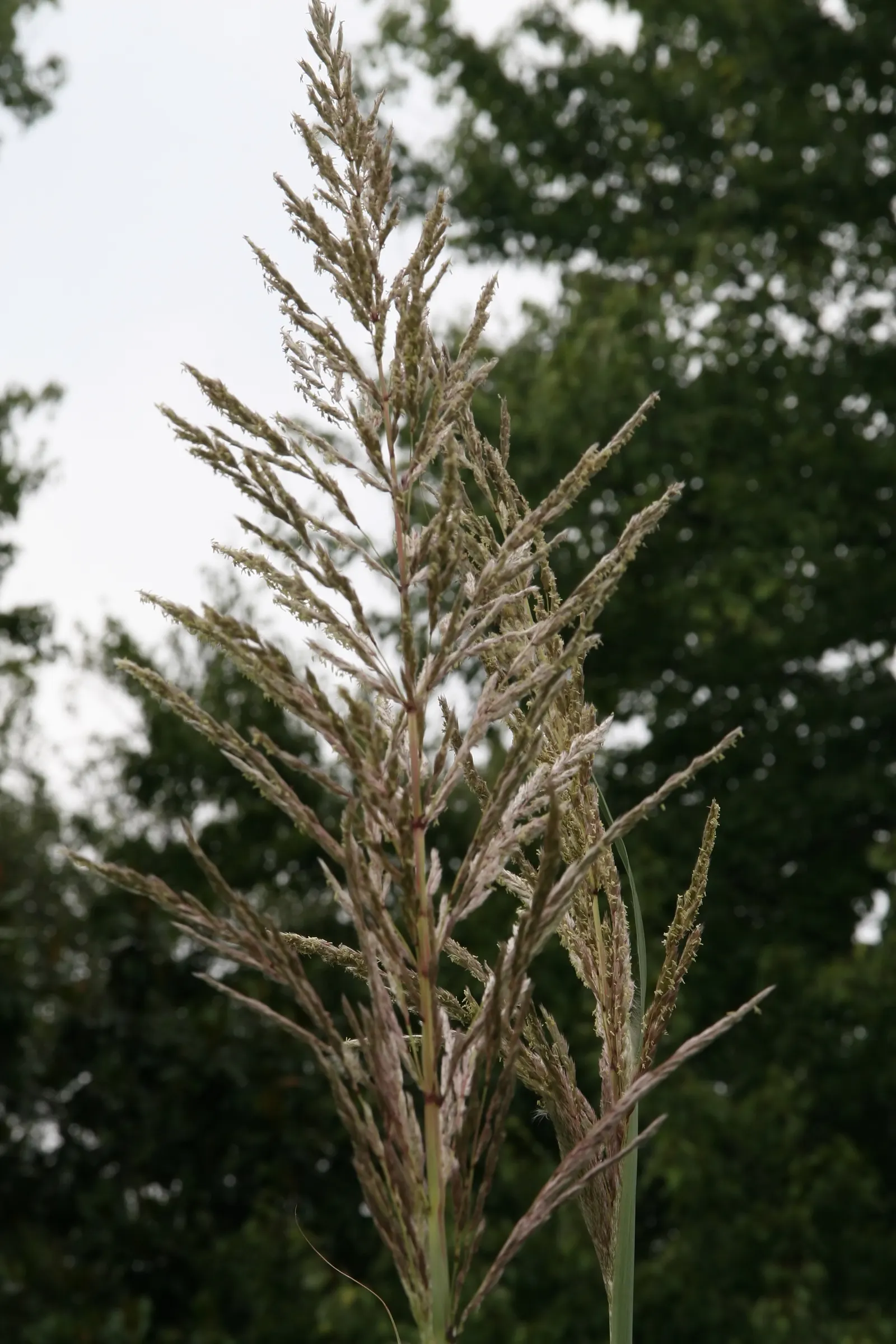 Hardy Pampas Grass, Ravenna Grass (Erianthus Ravennae) — is a striking ornamental perennial that brings a bold