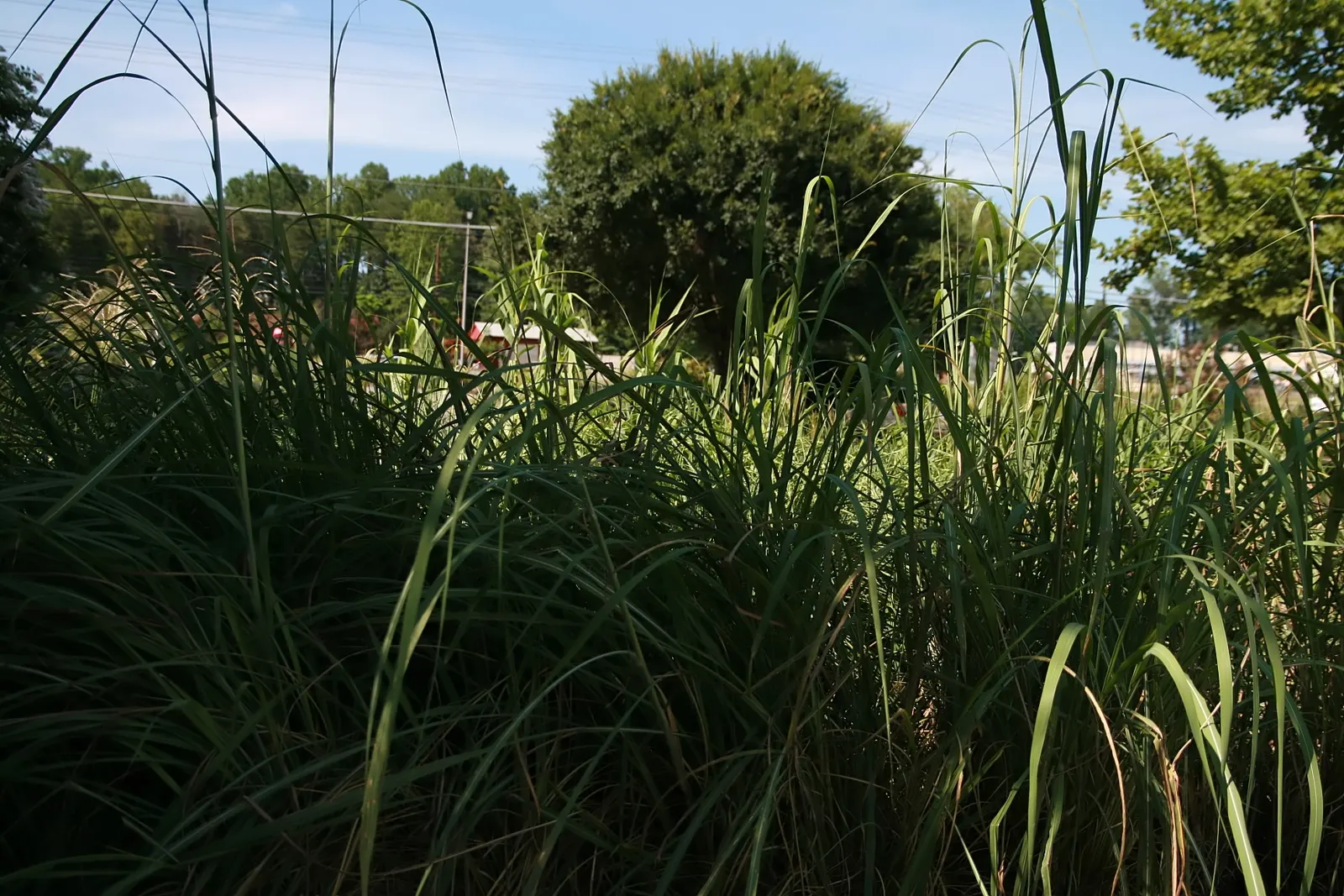 Hardy Pampas Grass, Ravenna Grass (Erianthus Ravennae) — Thriving in USDA zones 5-9