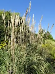 Hardy Pampas Grass, Ravenna Grass (Erianthus Ravennae) — is a robust perennial reaching 9-12 feet tall