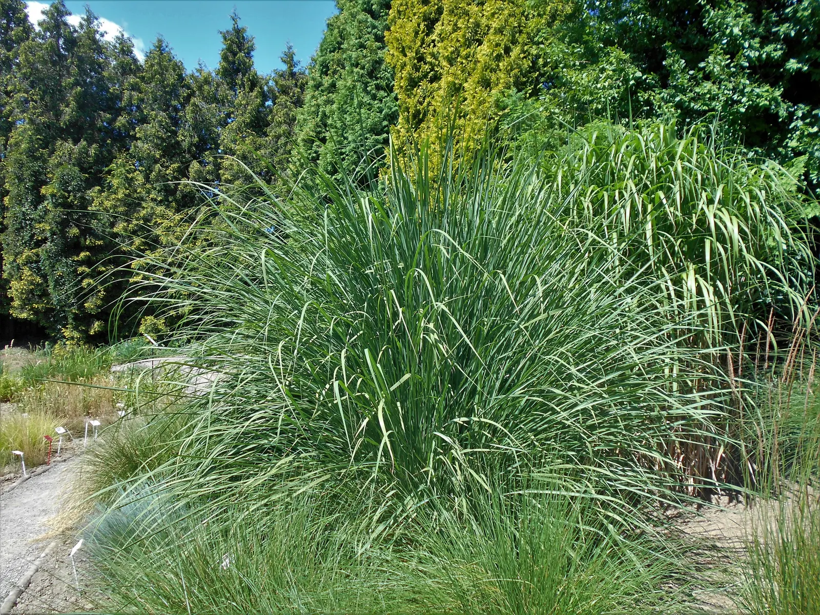 Hardy Pampas Grass, Ravenna Grass (Erianthus Ravennae) — silvery-grey plumes emerge in late summer and hold their appeal well into the winter months
