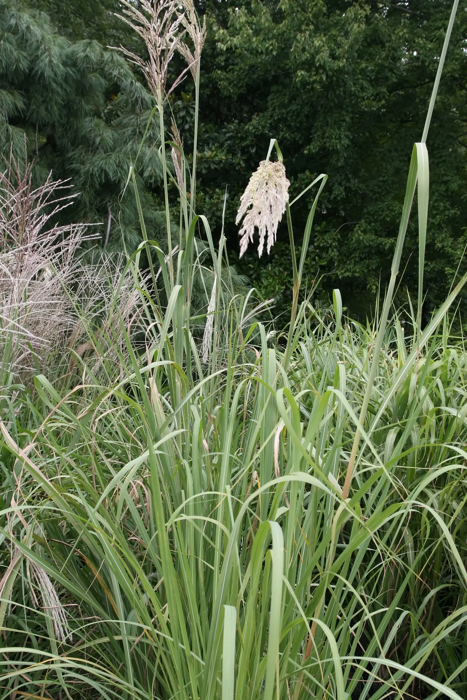 Hardy Pampas Grass, Ravenna Grass (Erianthus Ravennae) — Ideal for screens or as a focal point