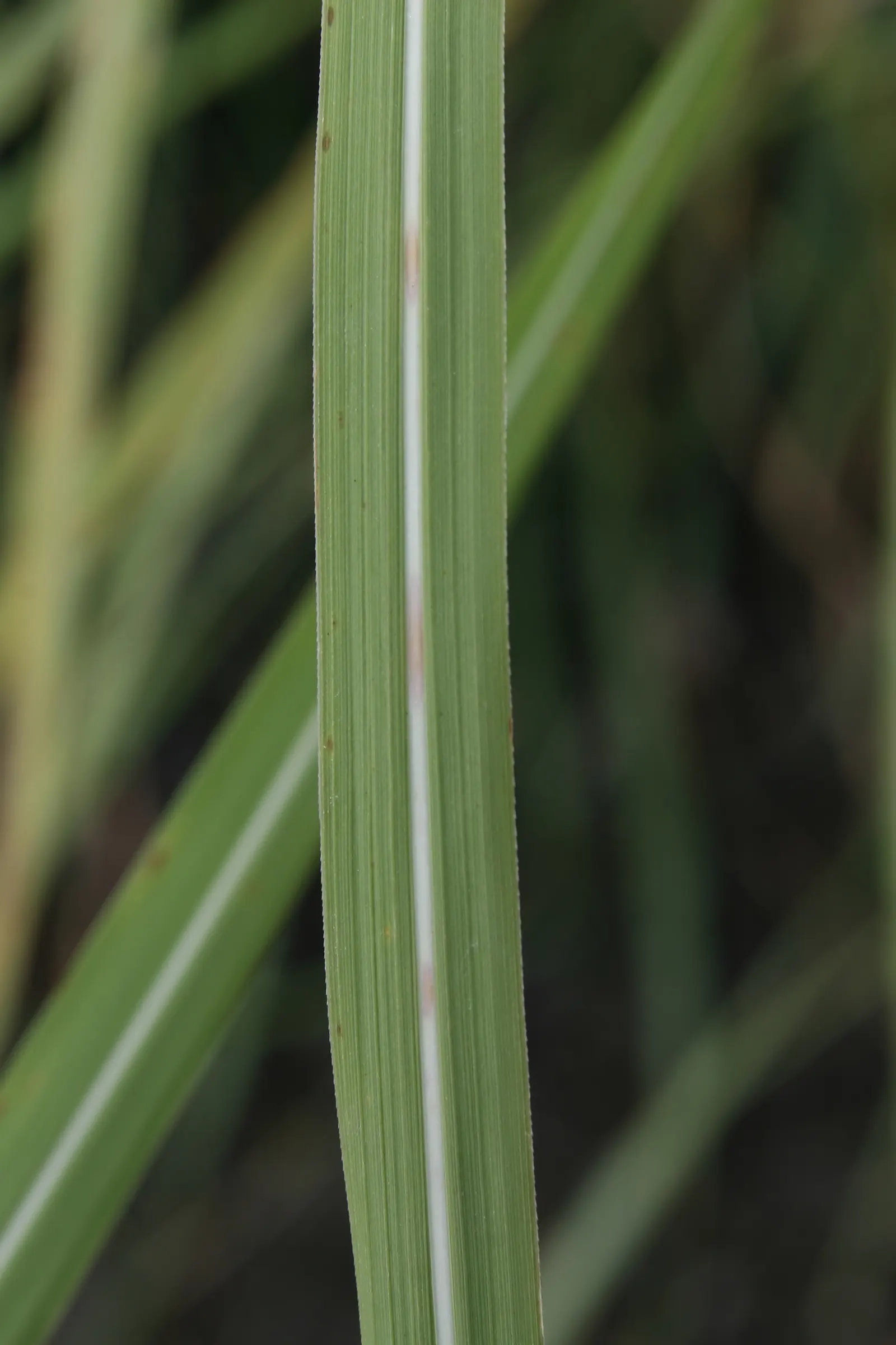 Hardy Pampas Grass, Ravenna Grass (Erianthus Ravennae) — it hails from the Poaceae family and is prized for its grand stature and feathery plumes