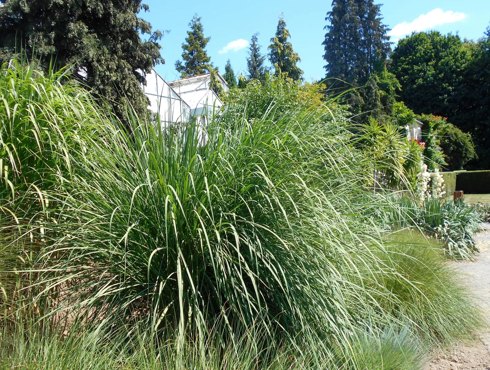 Hardy Pampas Grass, Ravenna Grass (Erianthus Ravennae) — gracing the landscape from late summer to winter