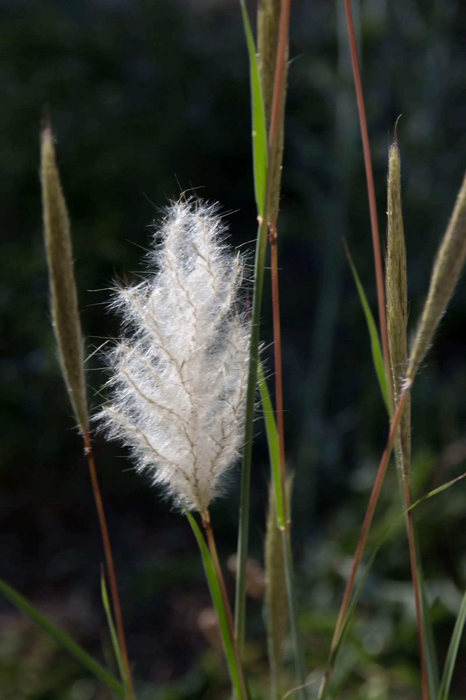 Hardy Pampas Grass, Ravenna Grass (Erianthus Ravennae) — with showy silver-white plumes up to 2 feet long