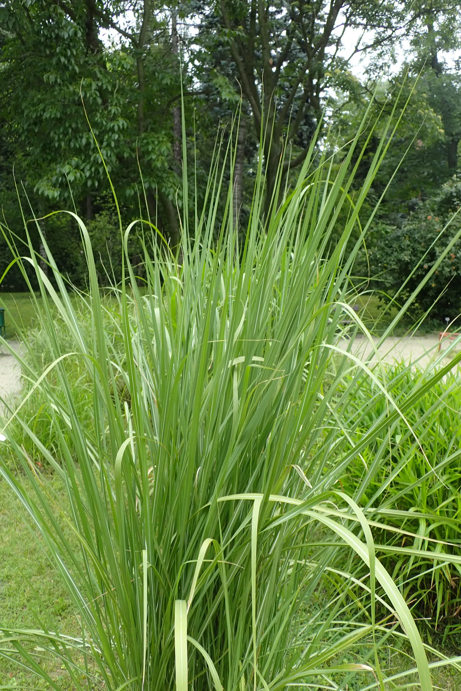 Hardy Pampas Grass, Ravenna Grass (Erianthus Ravennae) — providing a commanding presence.<br><br>Its towering