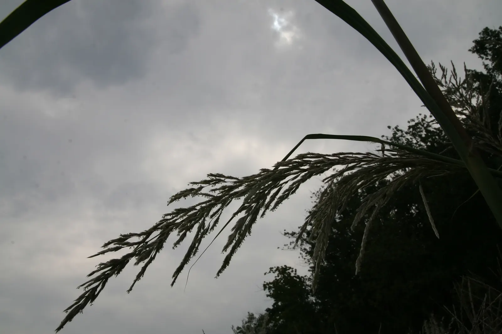 Hardy Pampas Grass, Ravenna Grass (Erianthus Ravennae) — commonly referred to as Hardy Pampas Grass or Ravenna Grass