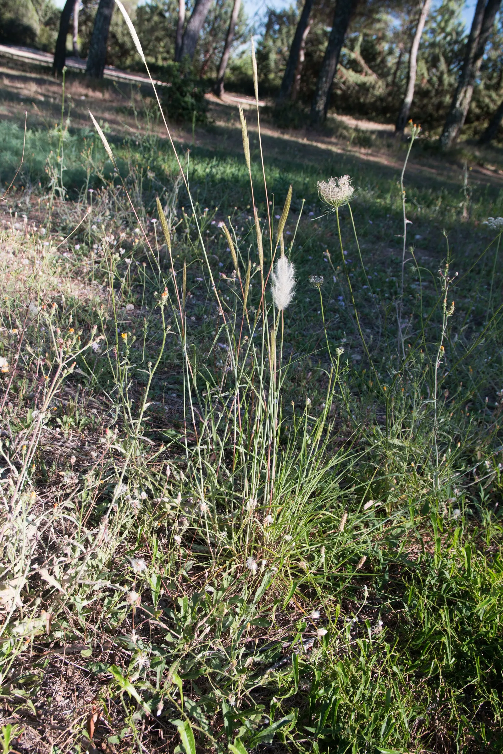 Hardy Pampas Grass, Ravenna Grass (Erianthus Ravennae) — Its long, arching green leaves form dense clumps, adding texture to garden spaces