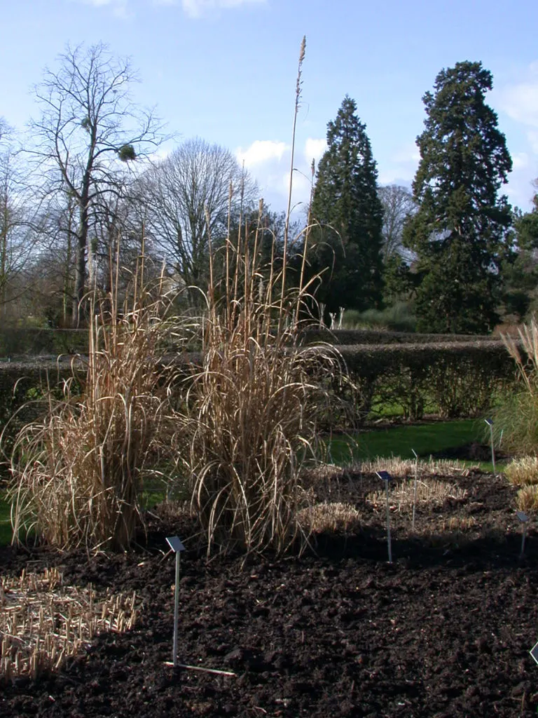 Hardy Pampas Grass, Ravenna Grass (Erianthus Ravennae) — it prefers full sun and well-drained soil