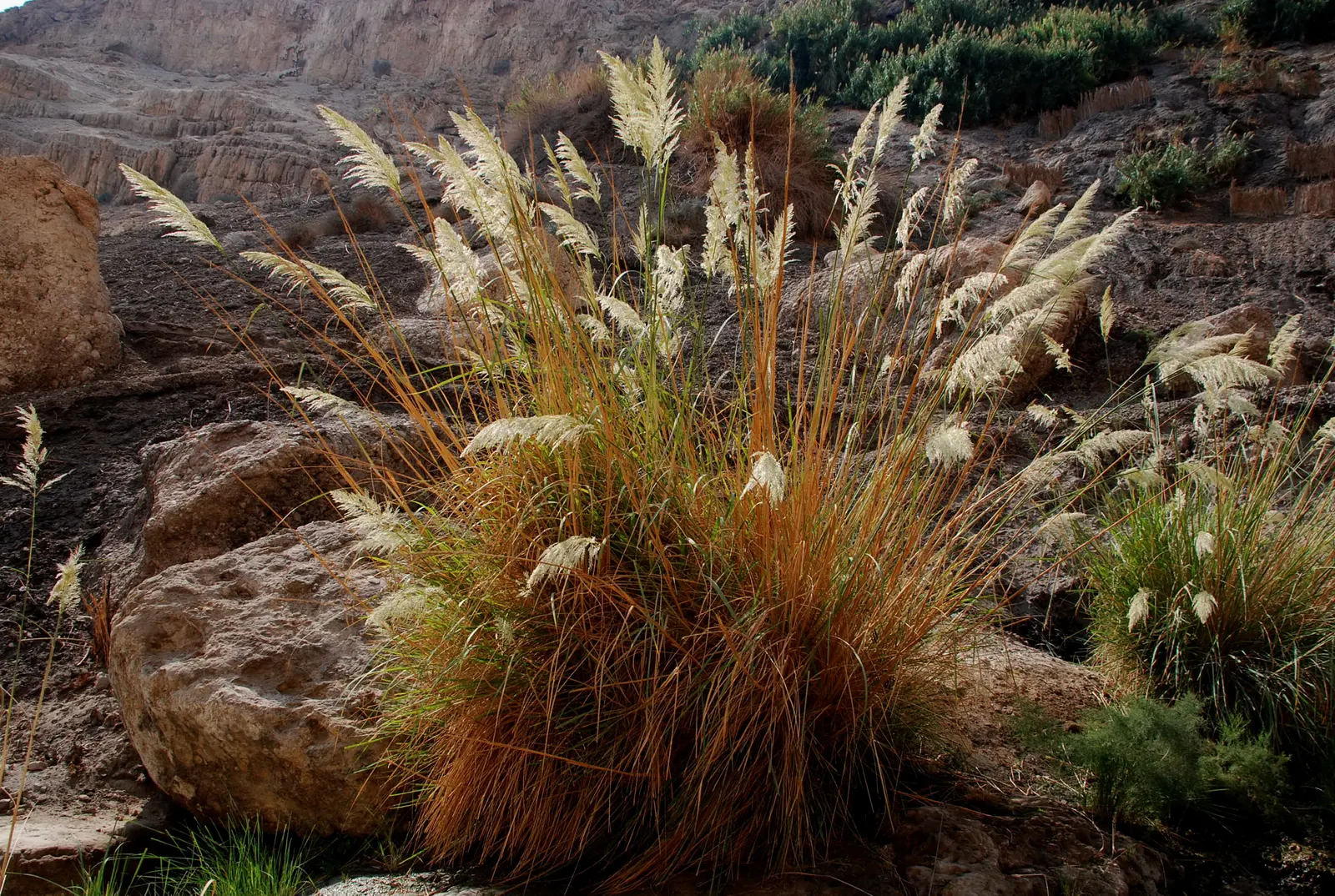 Hardy Pampas Grass, Ravenna Grass (Erianthus Ravennae) — requiring minimal maintenance while offering dramatic height and movement