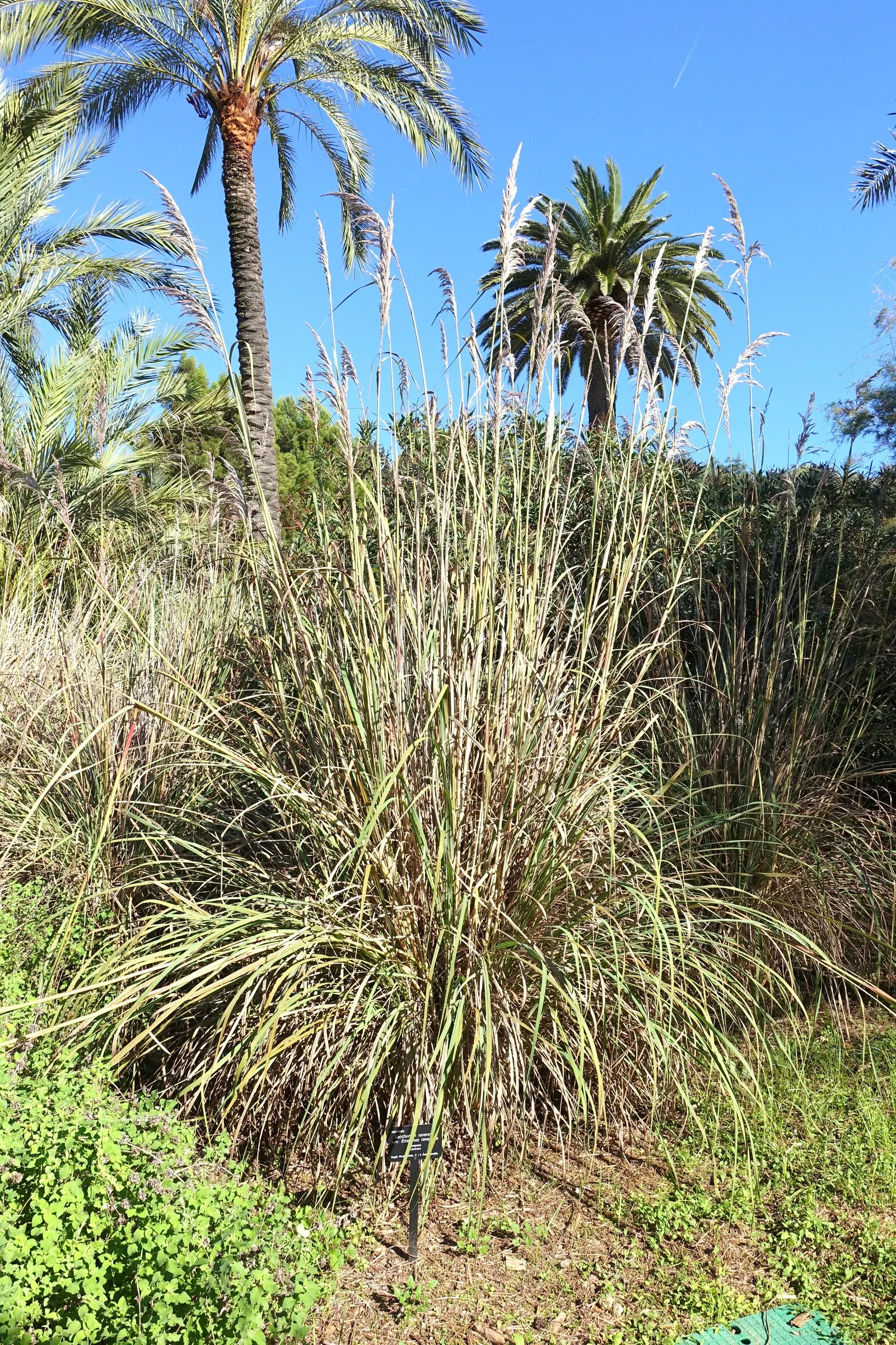 Hardy Pampas Grass, Ravenna Grass (Erianthus Ravennae) — vertical element to any landscape